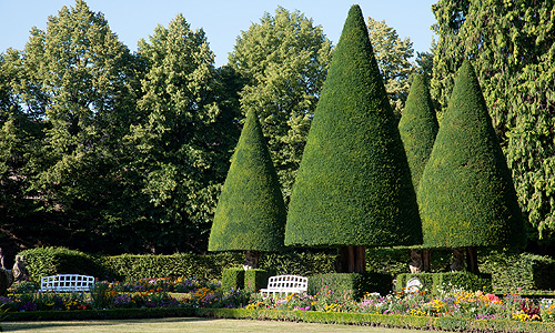 Picture: Trimmed yews in the South Garden