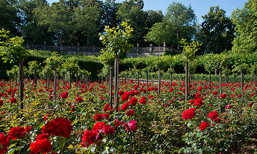 Picture: Roses in the Court Garden