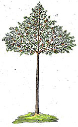 Bild: Formobstbaum mit Kegelkrone